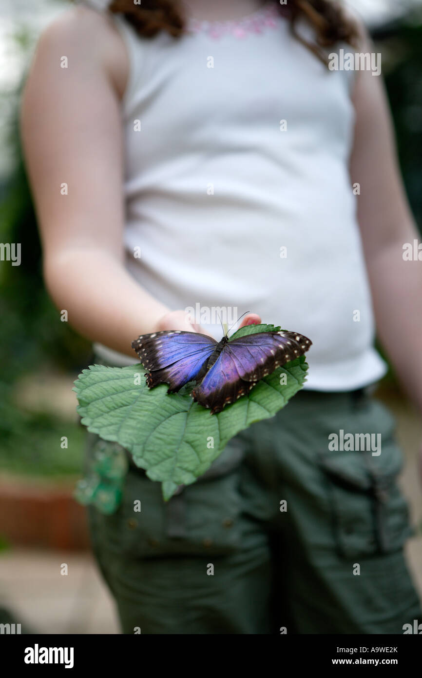 Girl holding big blue butterfly on leaf, Symonds Yat, Wye Valley