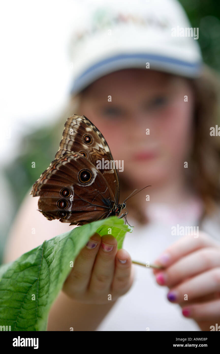 Girl holding big butterfly on leaf, Symonds Yat, Wye Valley, England. Stock Photo