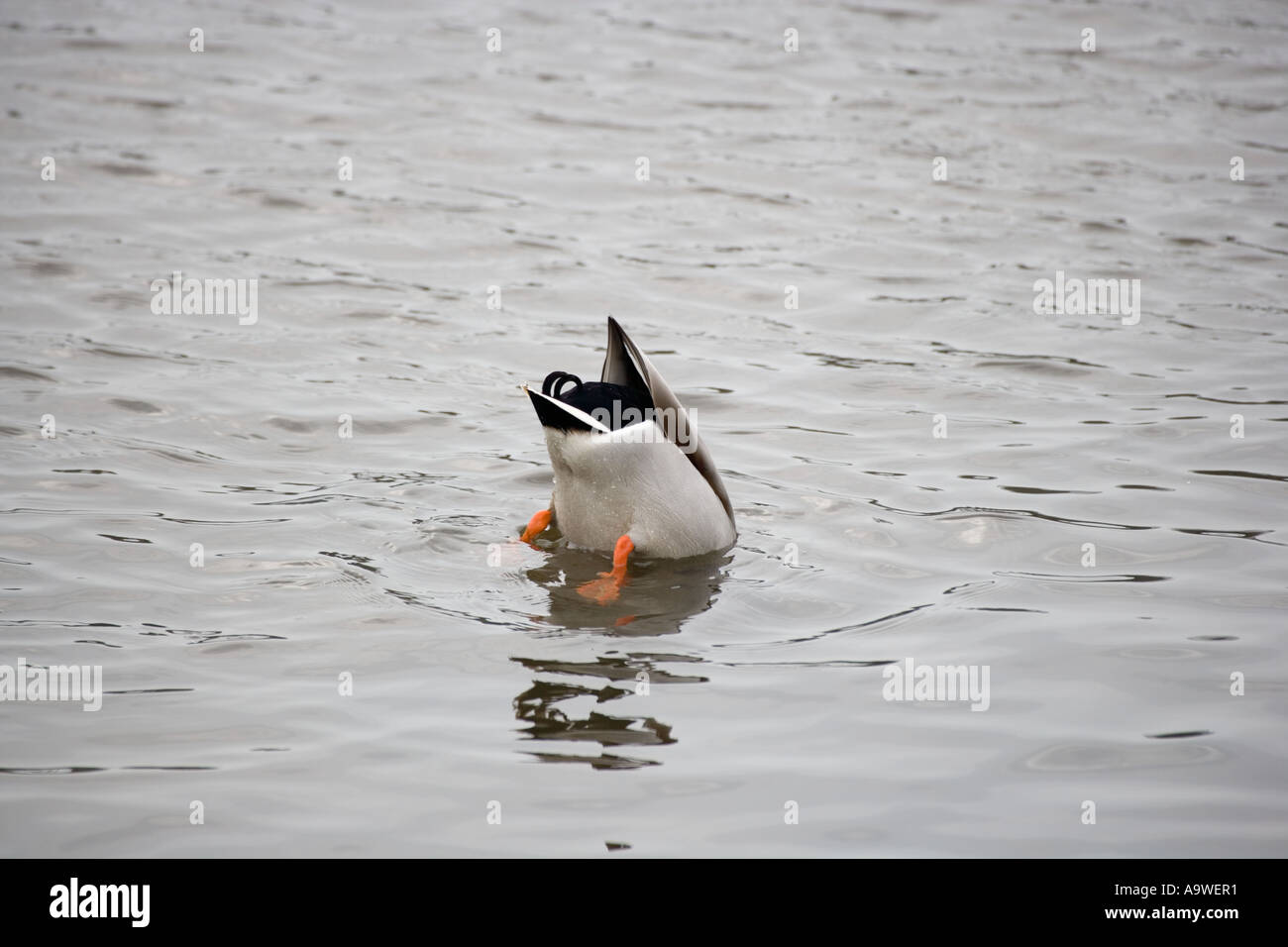 Mallard duck dipping head Stock Photo Alamy