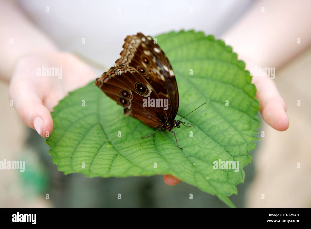 Girl holding big butterfly on leaf, Symonds Yat, Wye Valley, England