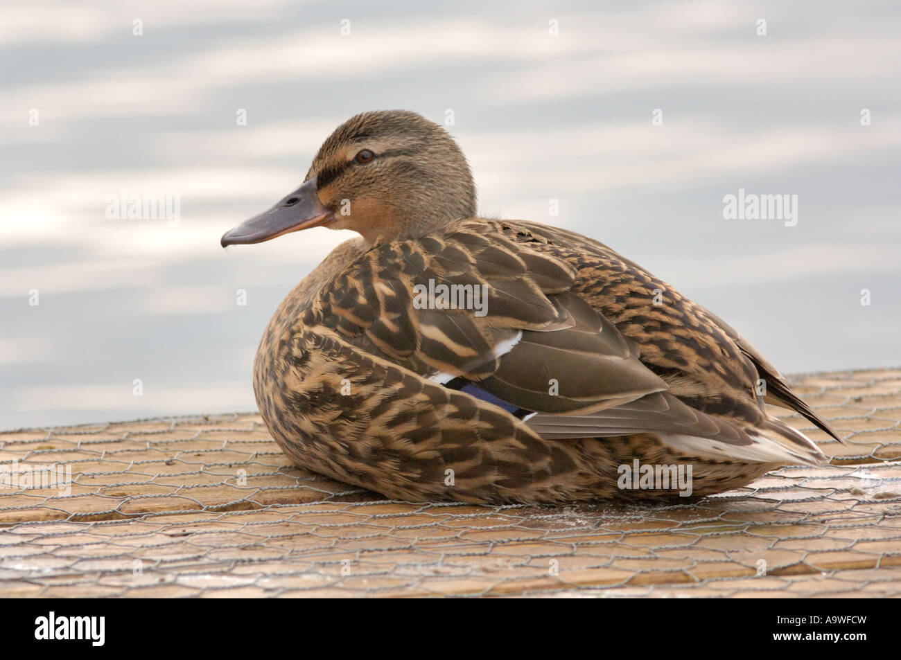 Female Mallard at rest on decking Lee Valley Park March 2007 Stock Photo