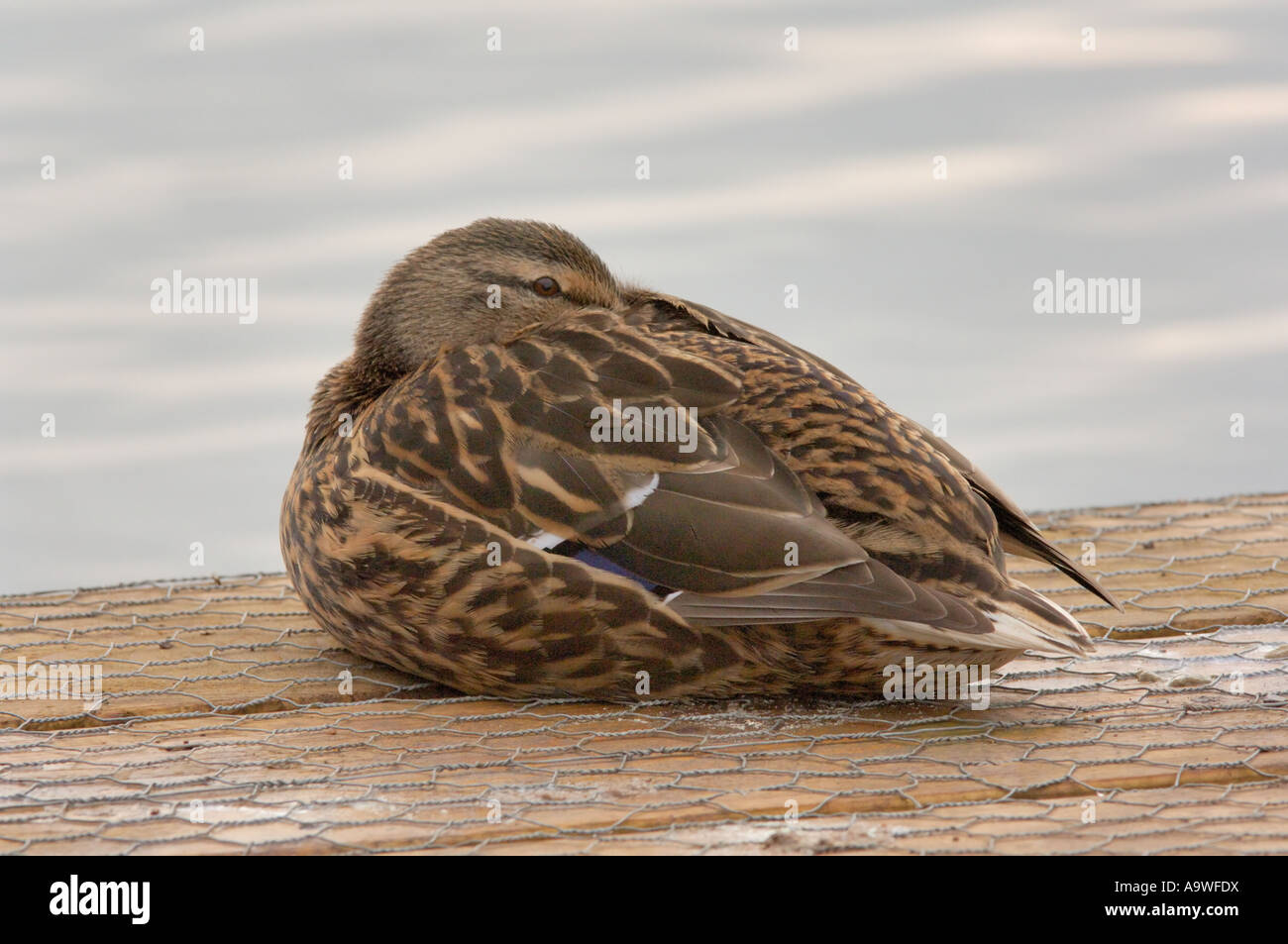 Female Mallard at rest on decking Lee Valley Park March 2007 Stock Photo