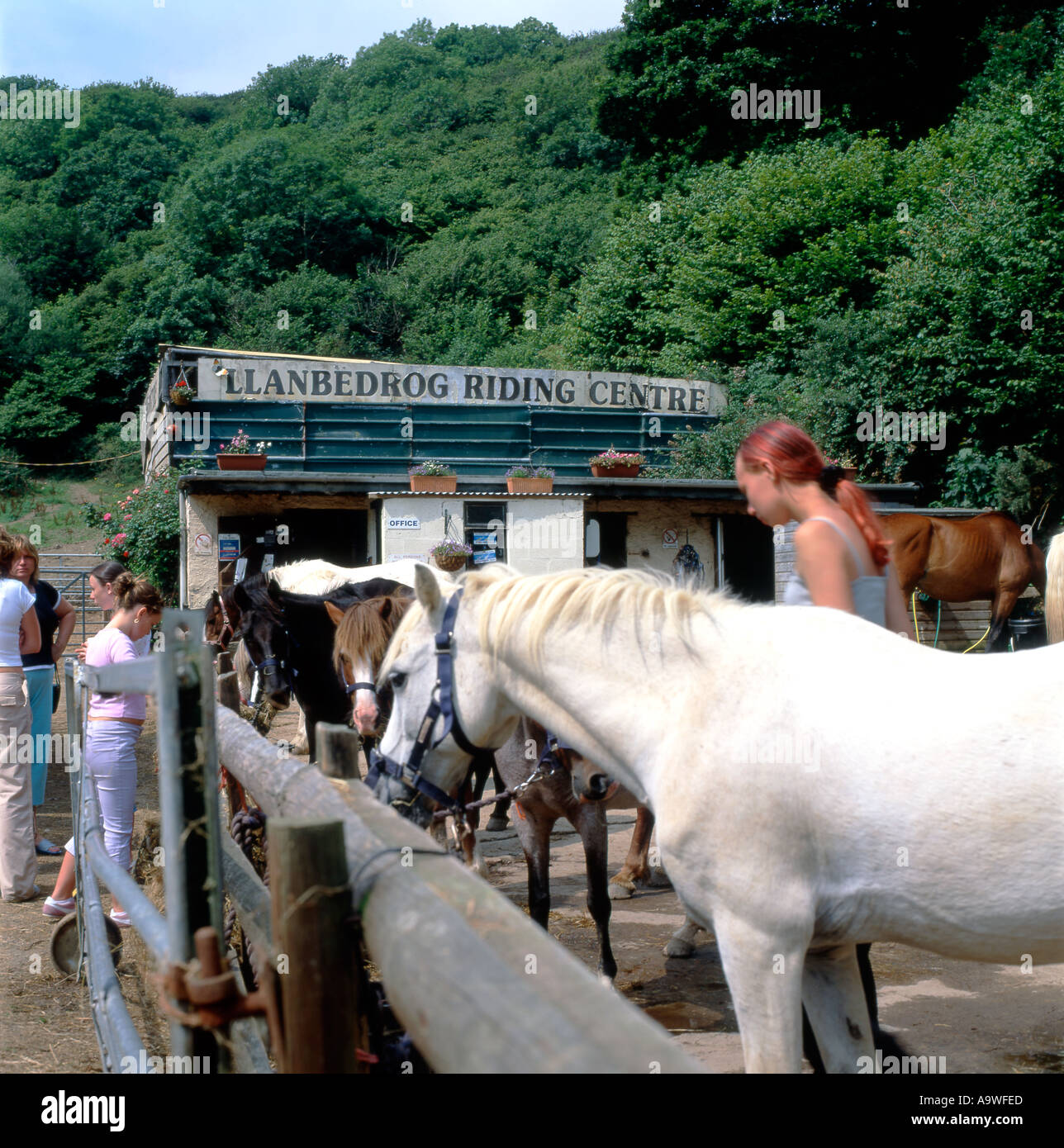 Woman grooms horse uk hires stock photography and images Alamy