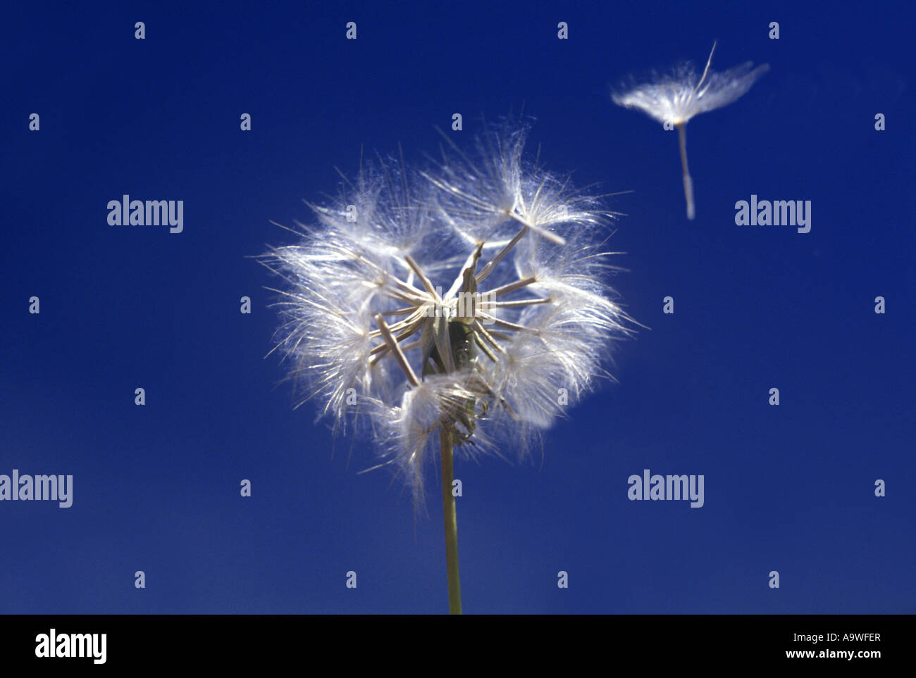 DANDELION SEEDS BLOWING IN WIND Stock Photo Alamy