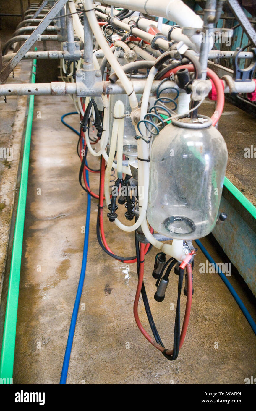 Milking Parlour on a dairy farm Stock Photo