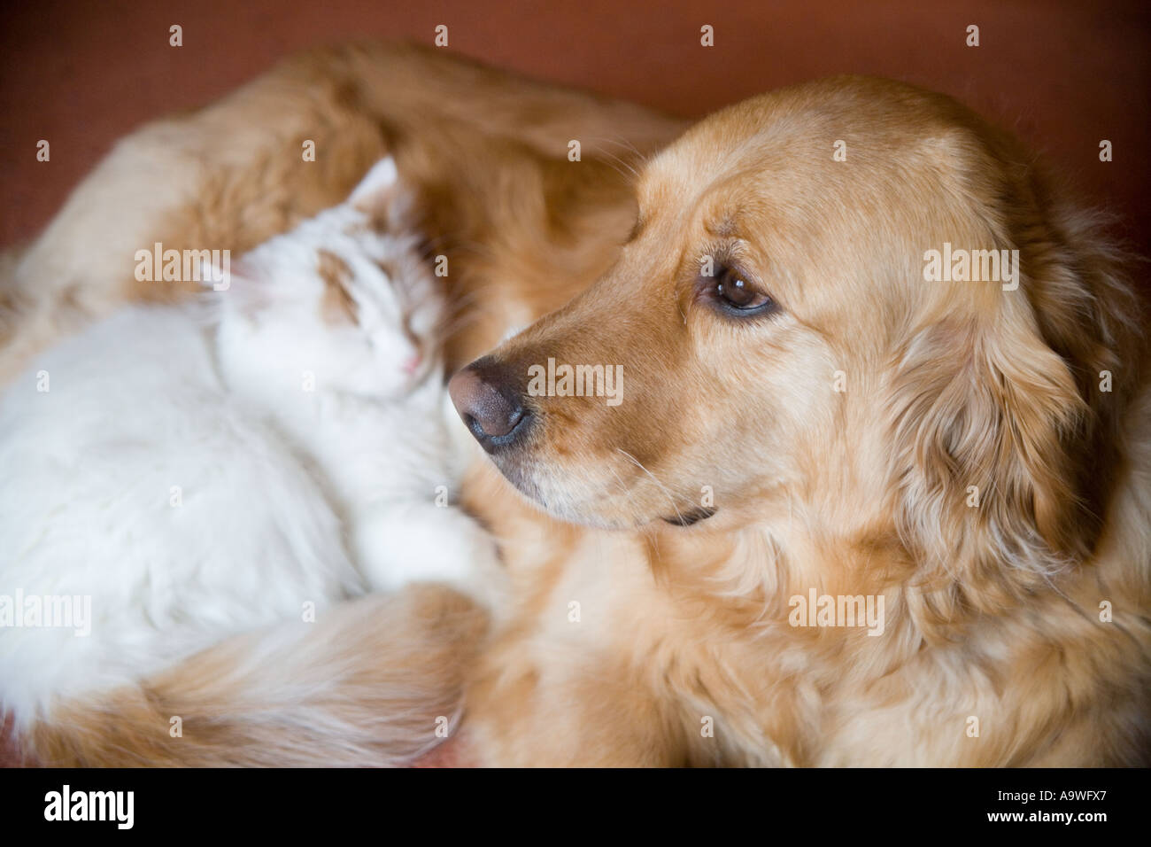 turkish golden retriever