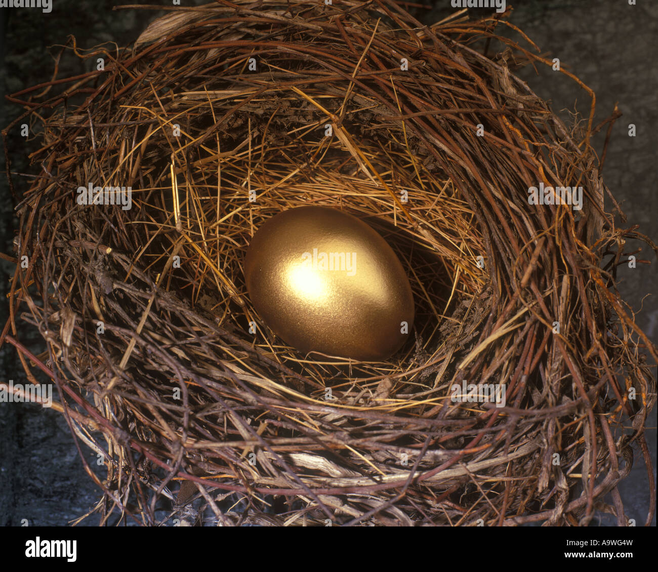 GOLDEN EGG IN NEST Stock Photo - Alamy