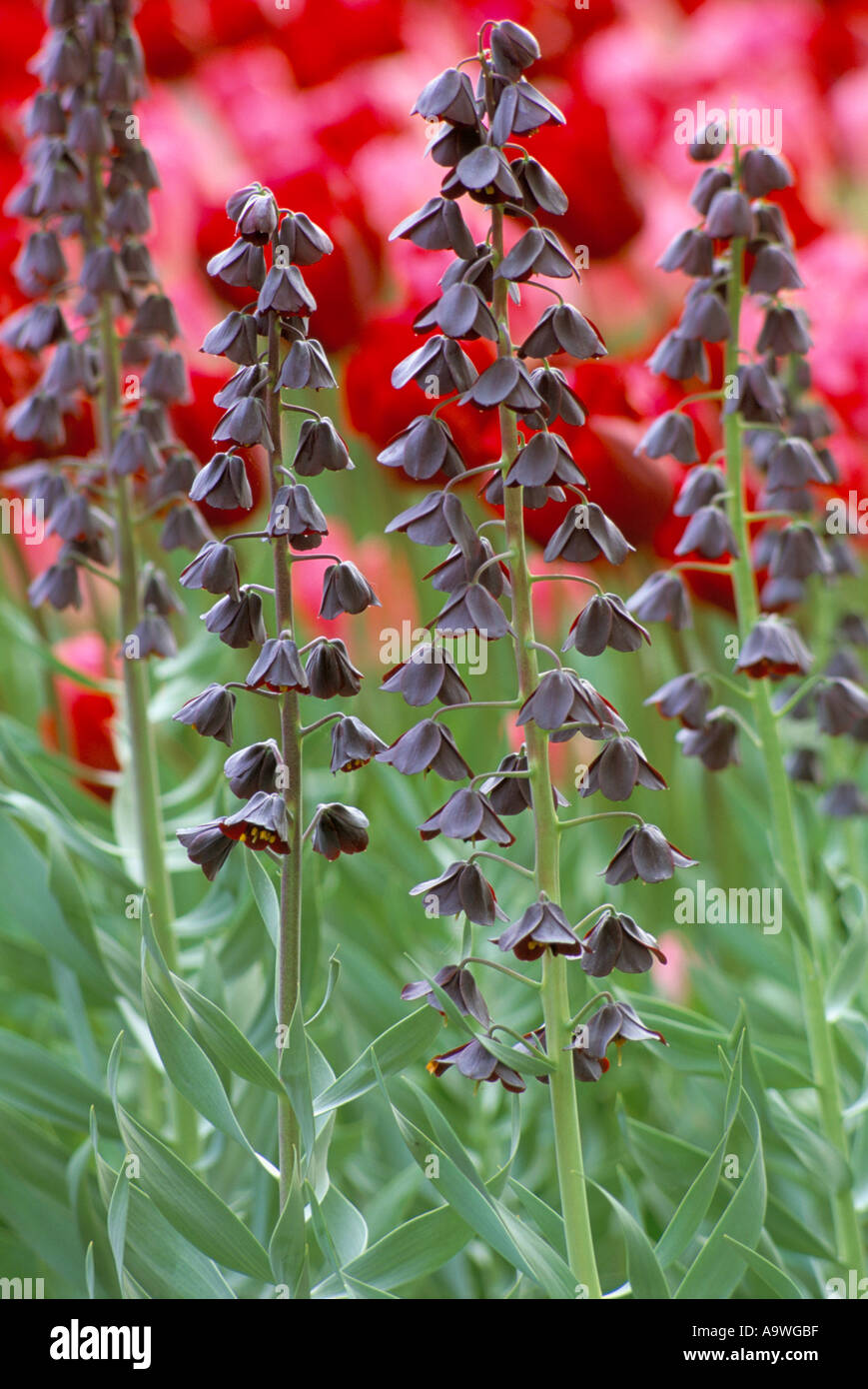 Fritillaria persica Stock Photo