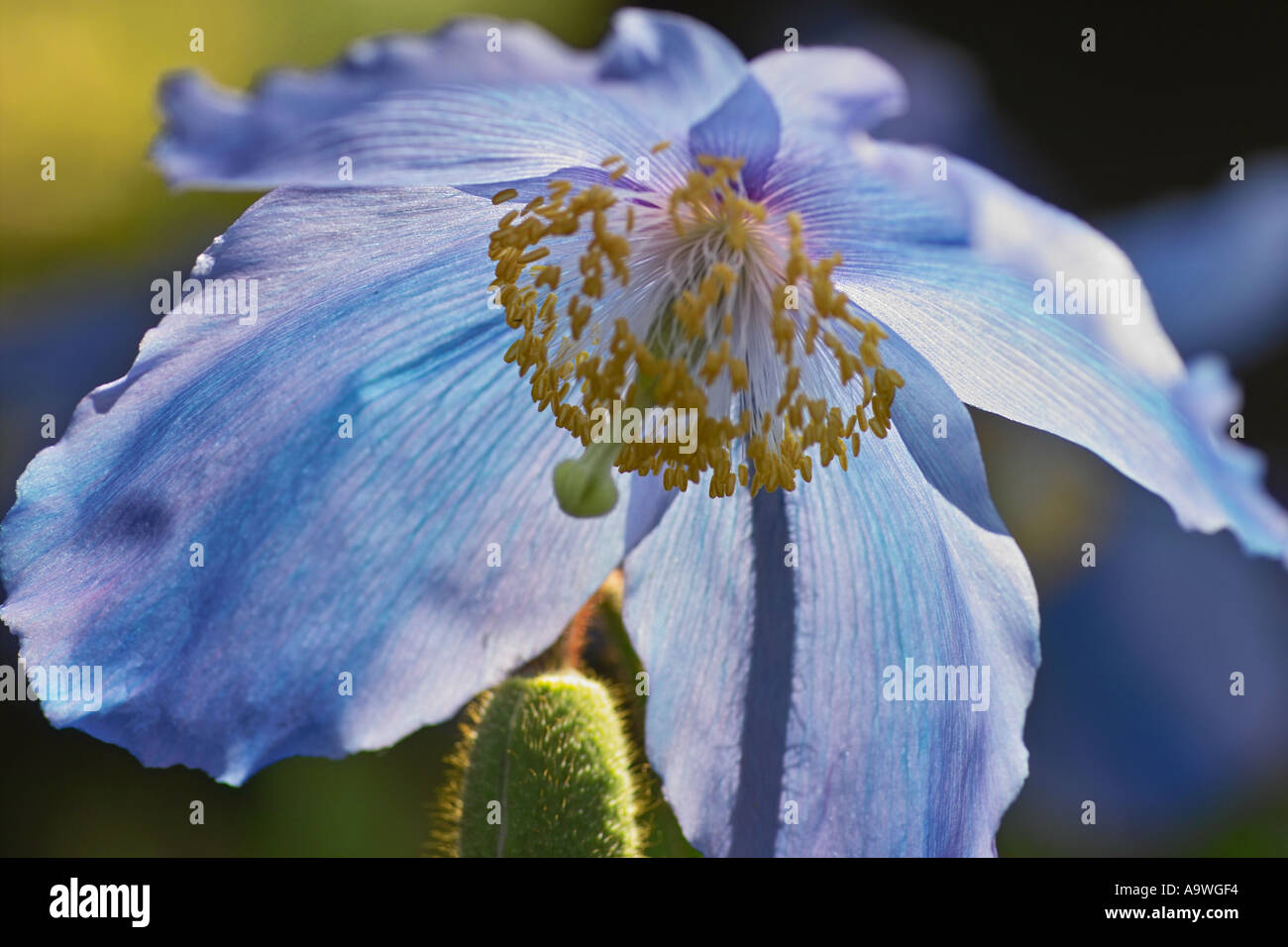 Plants blue himalayan poppy meconopsis hi-res stock photography and ...