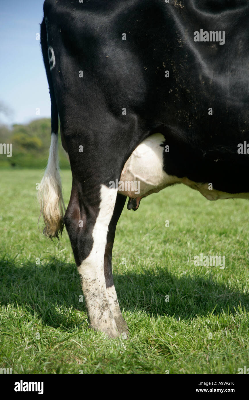 A holstein friesian dairy cow at grass in summer in the UK Stock Photo ...