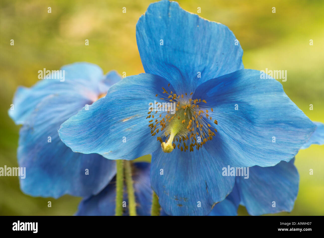 A Brillian Blue Meconopsis Grandis flower Stock Photo