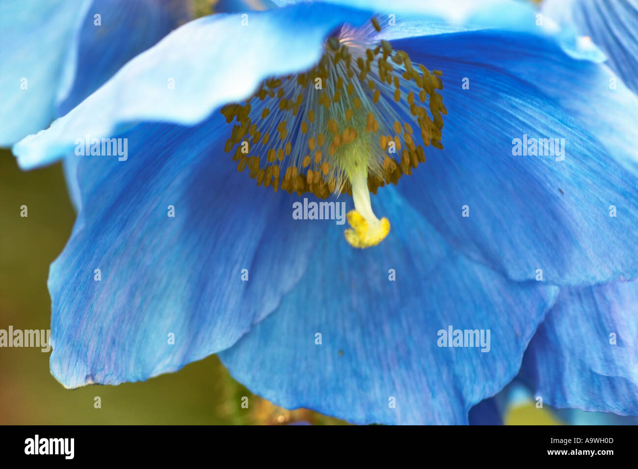 Close up of Meconopsis Grandis flower Stock Photo
