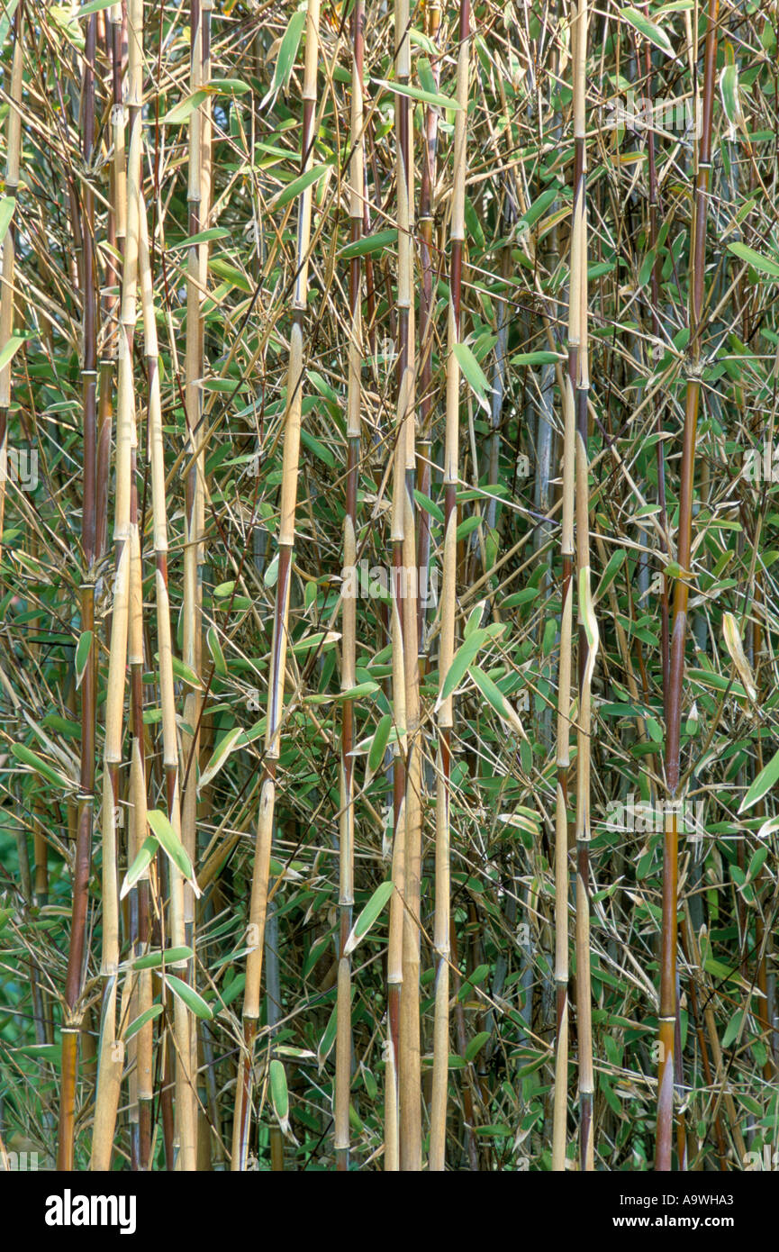 Fargesia nitida bamboo Stock Photo