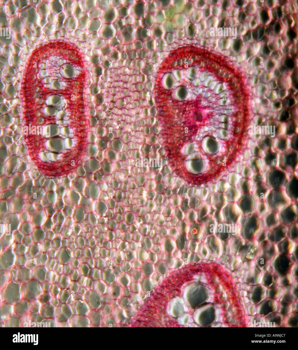 Pteris fern stem section photomicrograph Stock Photo