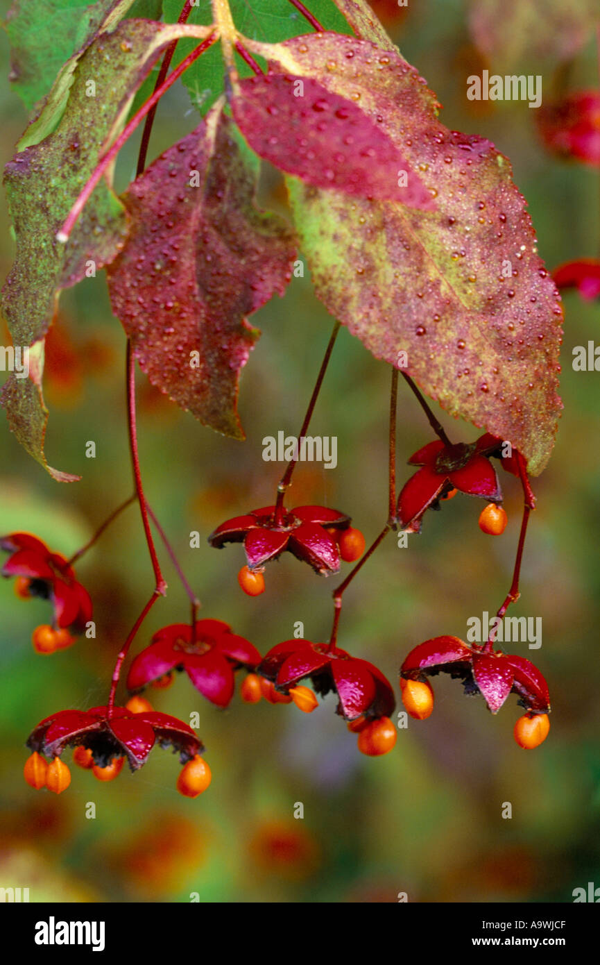 Euonymus oxyphyllus Stock Photo