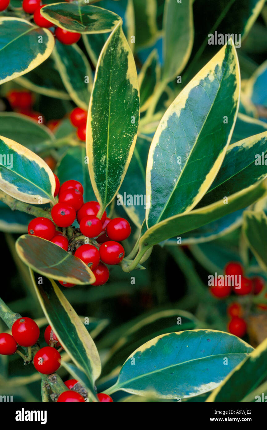 Ilex Aquifolium Ferox Aurea Holly Stock Photo