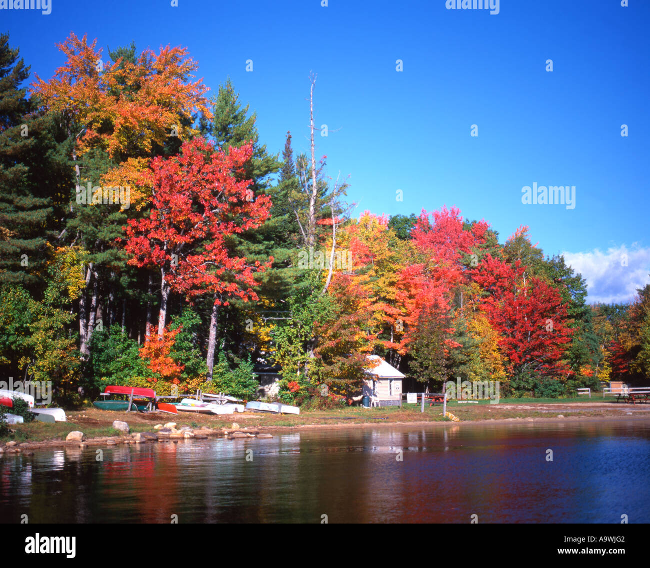 New england usa forest hi-res stock photography and images - Alamy