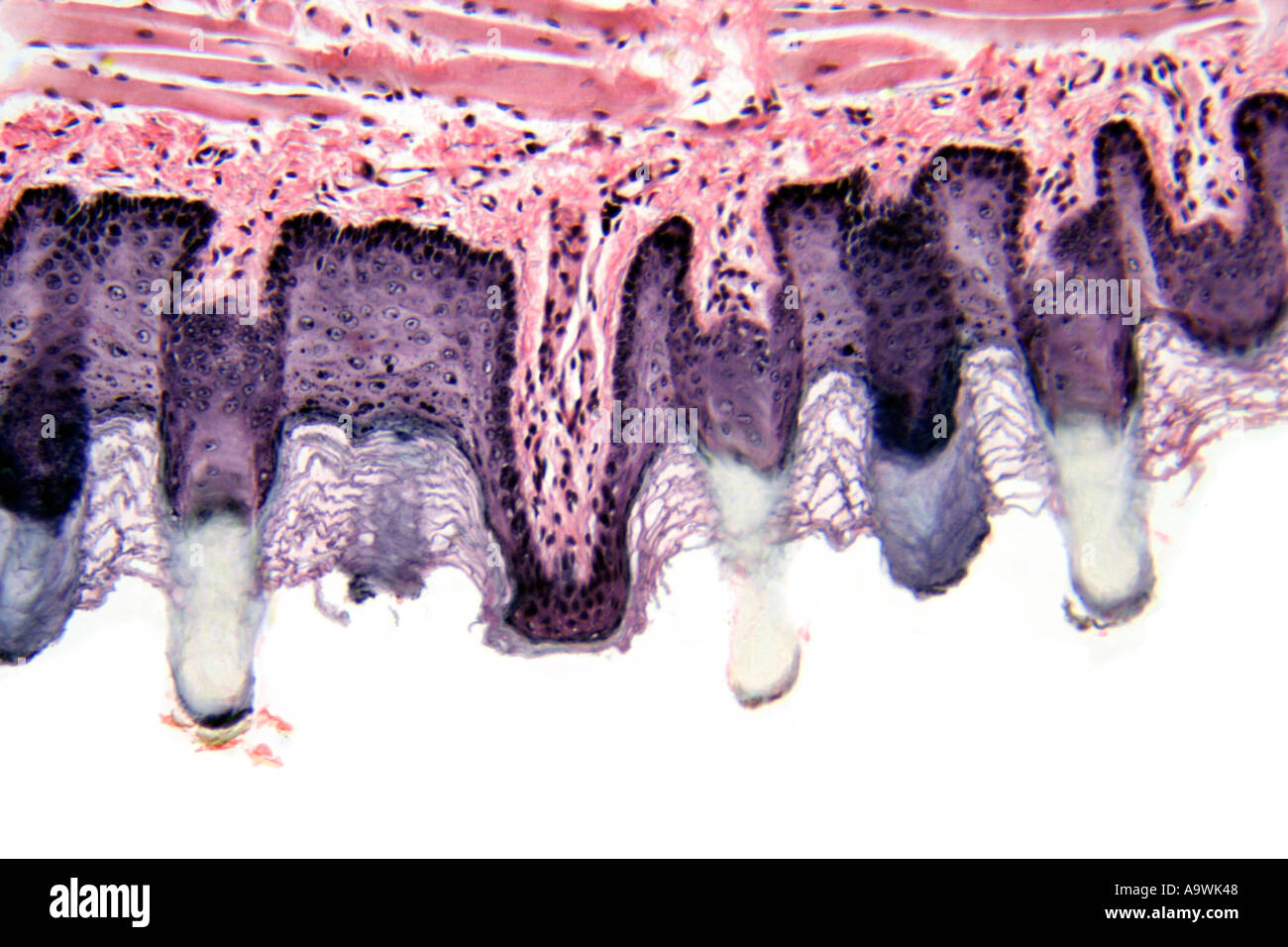 skeletal muscle tongue stained photomicrograph Stock Photo