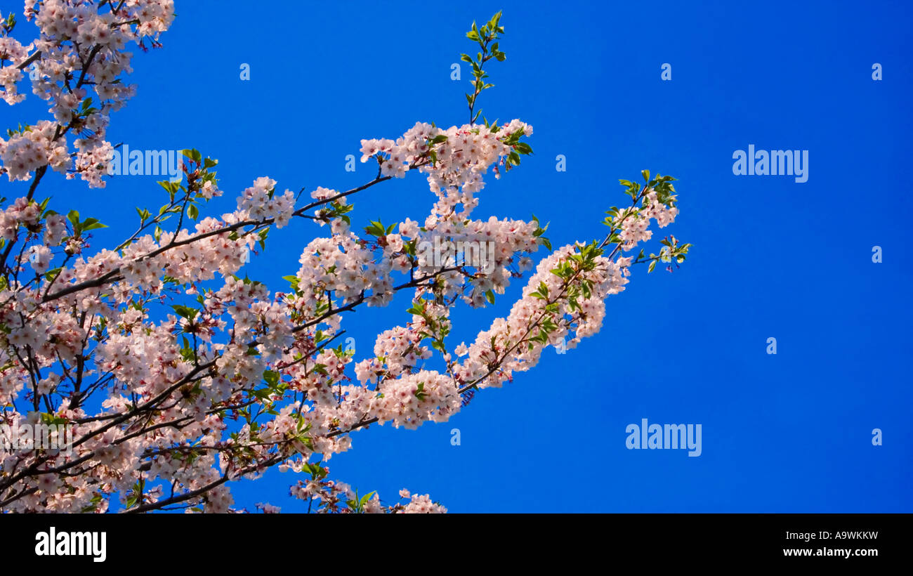 Cherry blossom Kyushu Japan Stock Photo - Alamy