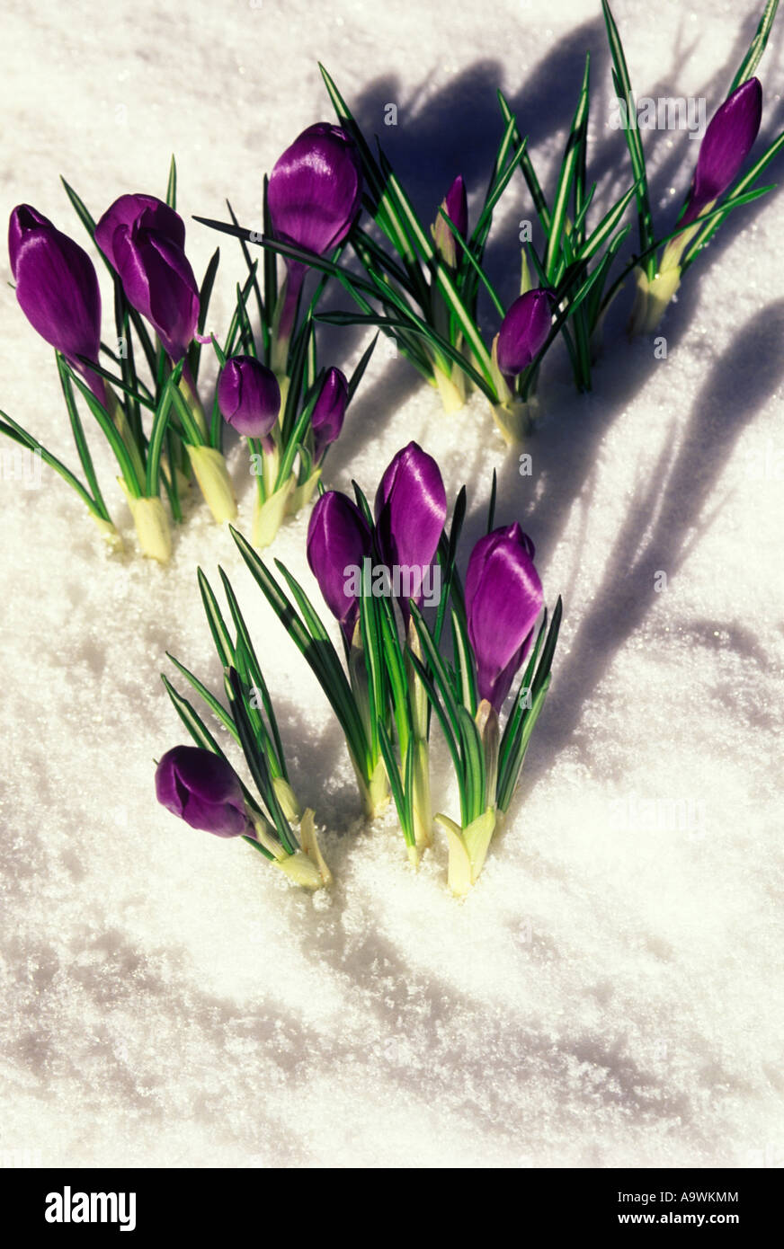 Pushing through snow hi-res stock photography and images - Alamy
