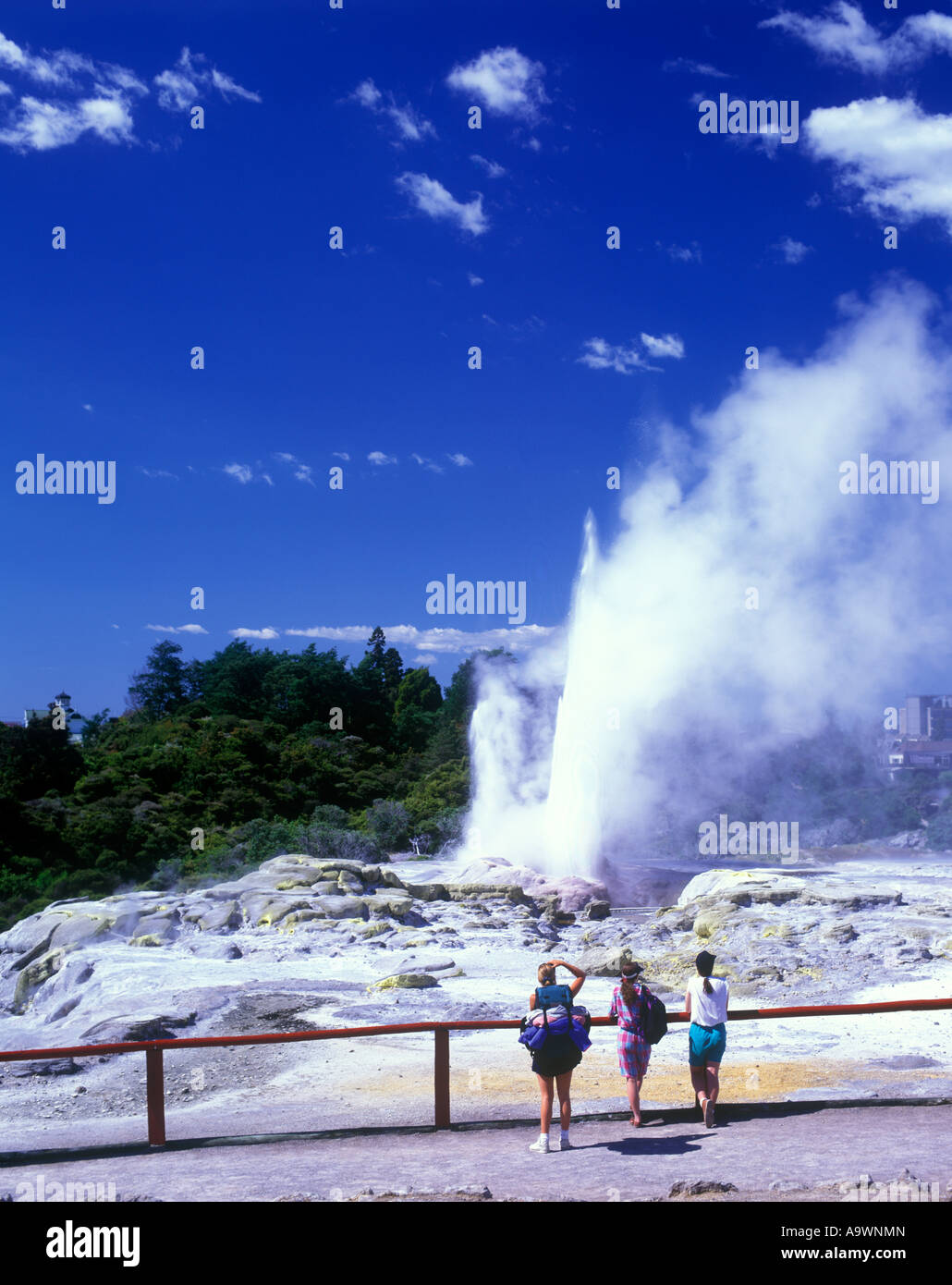 ERUPTING PRINCE OF WALES FEATHERS GEYSER WHAKAWAREWA THERMAL PARK NEW ZEALAND Stock Photo