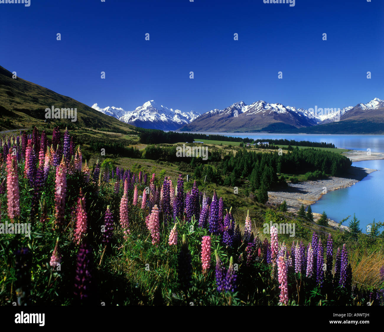Lupins Lake Lake Pukaki Aoraki Mount Cook National Park Mackenzie Stock Photo Alamy Lupins Lake Lake Pukaki Aoraki Mount Cook National Park Mackenzie Stock Photo Alamy