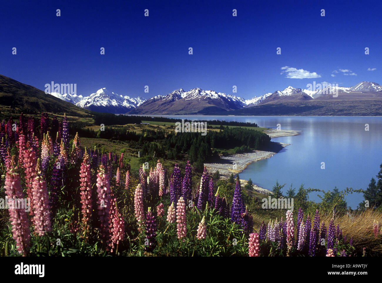 Mackenzie Country New Zealand Hi res Stock Photography And Images Alamy mackenzie-country-new-zealand-hi-res-stock-photography-and-images-alamy