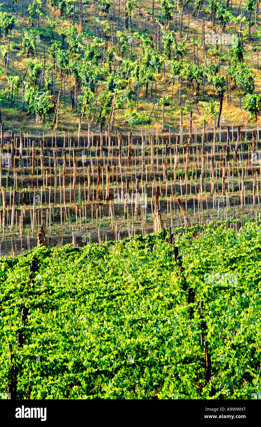 Italy, Tuscany, vineyard in Tuscany, elevated view Stock Photo