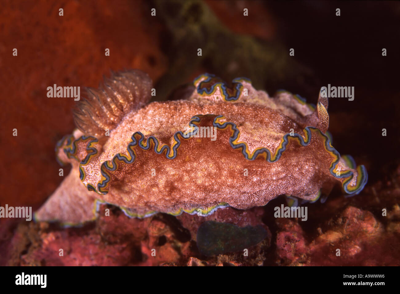 Glossodoris cincta Stock Photo