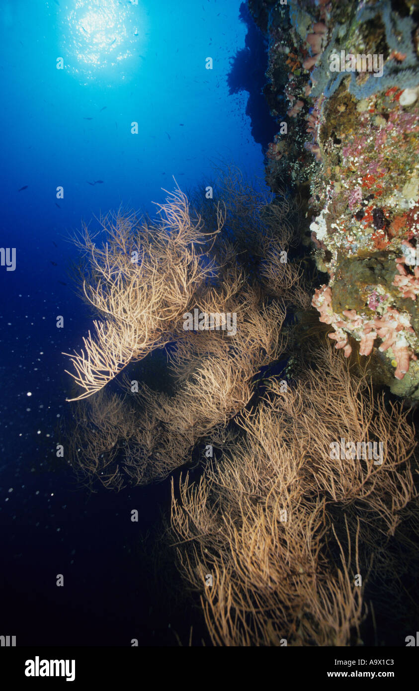 Black Coral Antipathes dichotoma on reef wall and against the sun Jessie Beazley Reef Sulu Sea Philippines Stock Photo