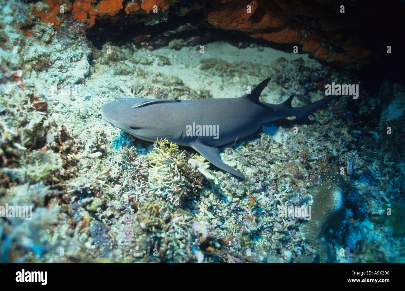 Whitetip Reef Shark Triaenodon obesus with Remora Echeneis naucrates on head resting in a cave Basterra Reef Sulu Sea Palawan Ph Stock Photo