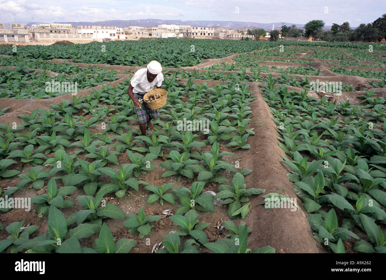 Farmer using small fish as feritilizer on a tobacco crop Gail Bawazir Lower Wadi Hadramaut Yemen Stock Photo