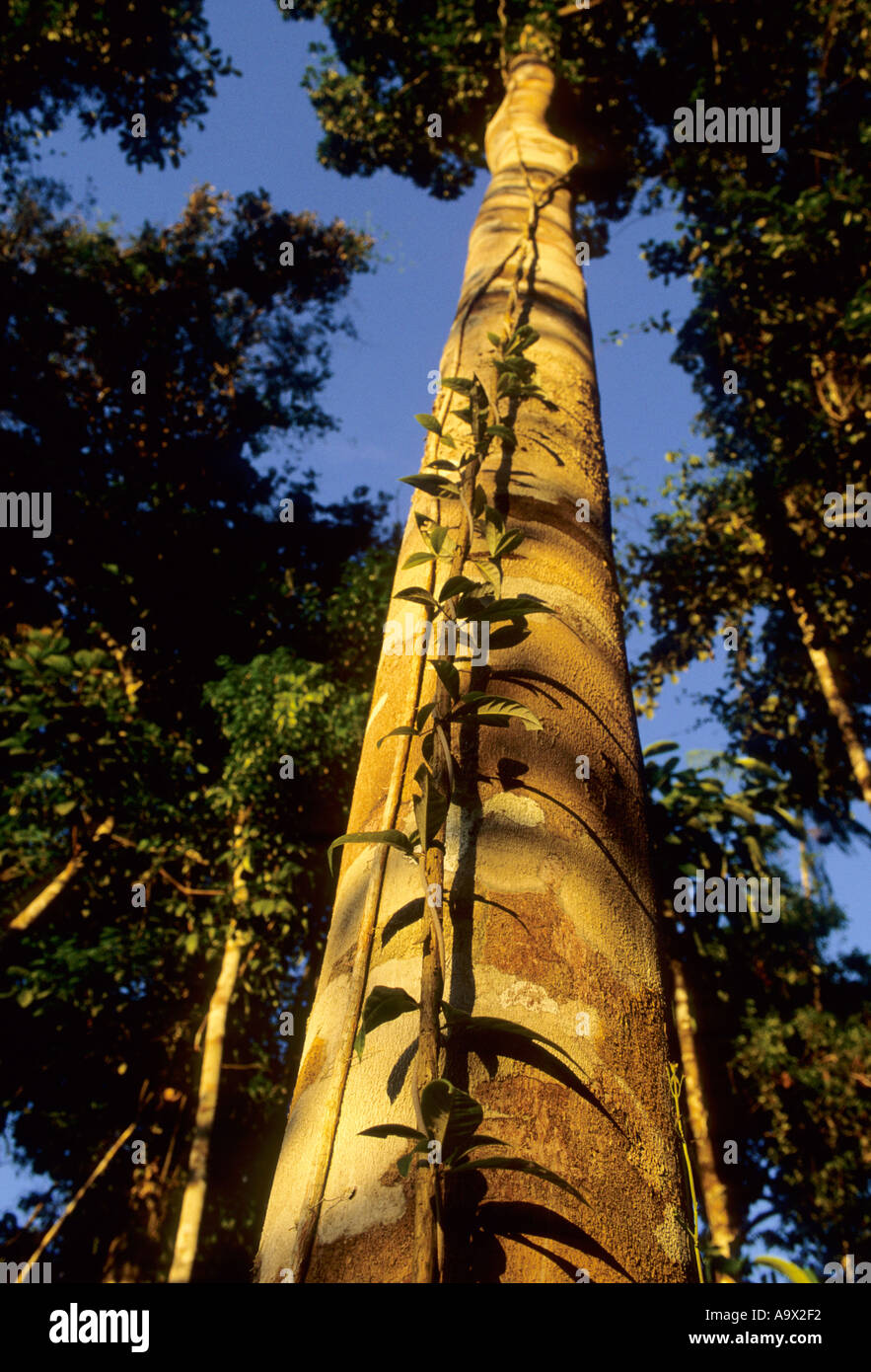 Juruena, Brazil. tall, straight Amazon rainforest tree in golden light with climbing plants. Stock Photo