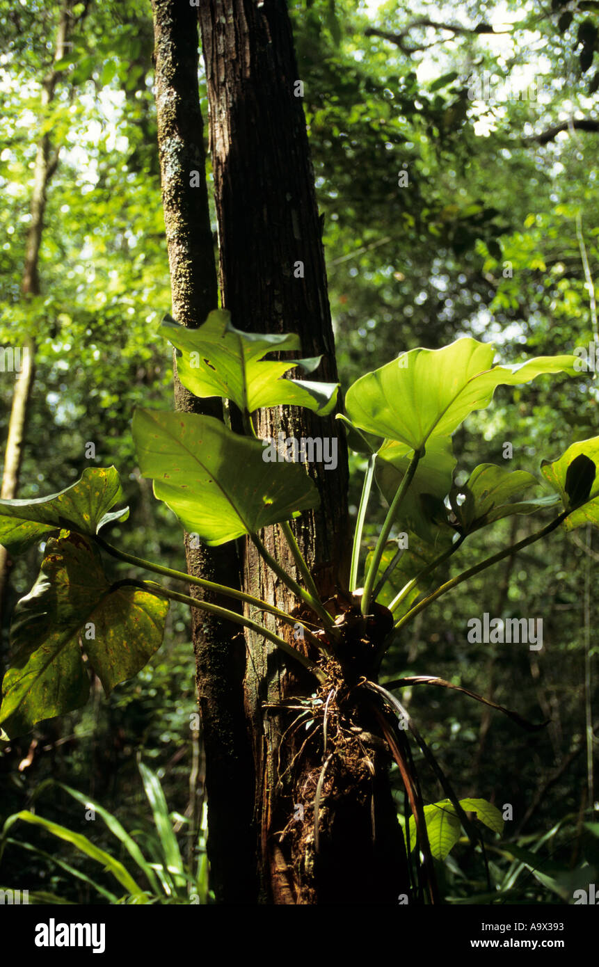 Verdant biodiversity tropical forest environment ecology amazonian hi