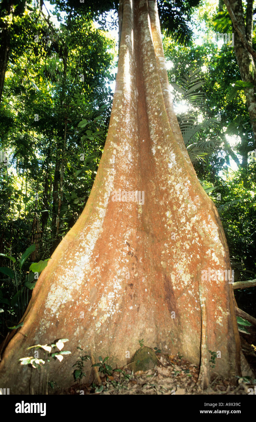 Amazon, Brazil. Tropical rainforest tree with buttress roots Stock