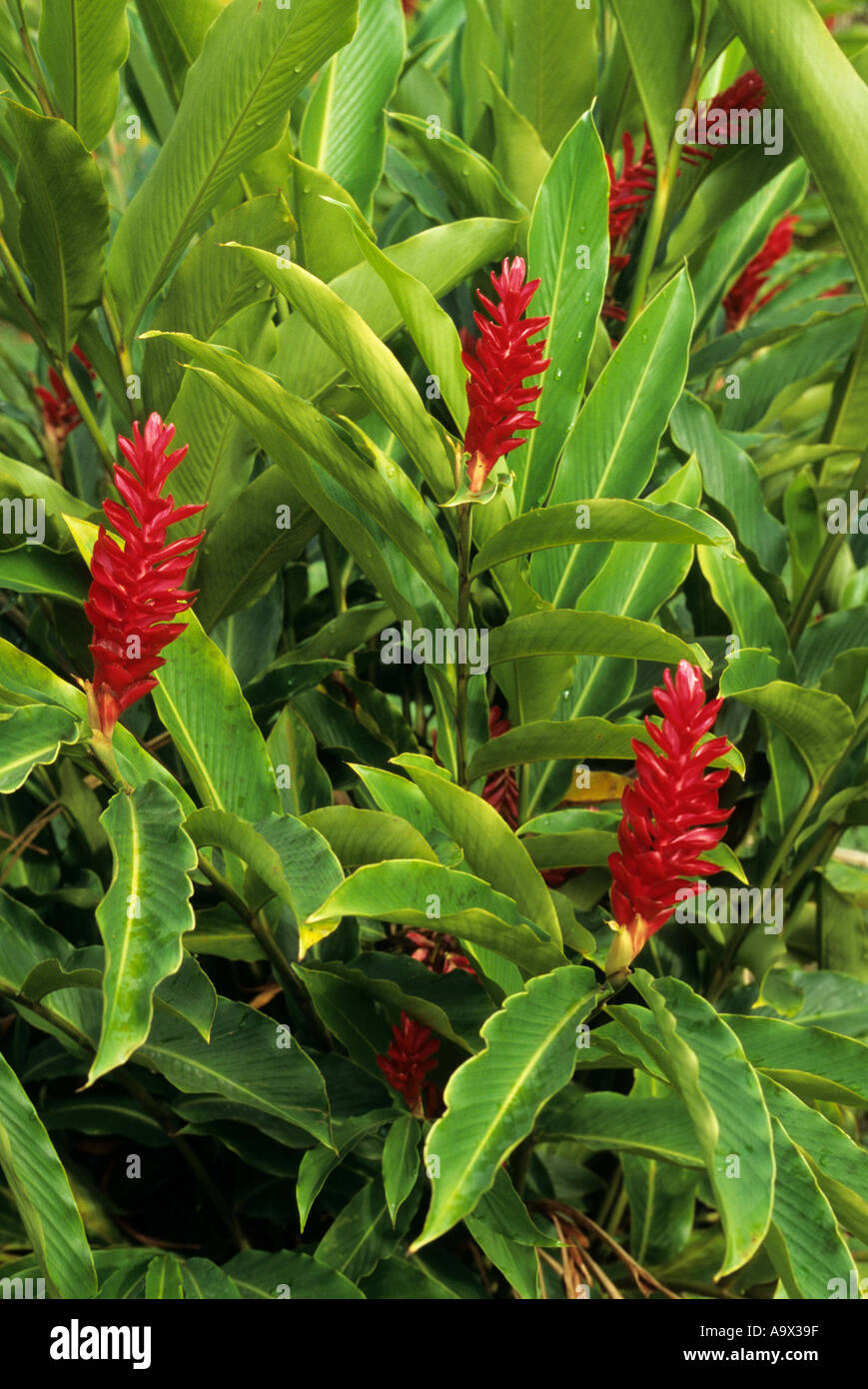 Amazon, Brazil. Flowering plant with bright red petals from the ginger family. Stock Photo