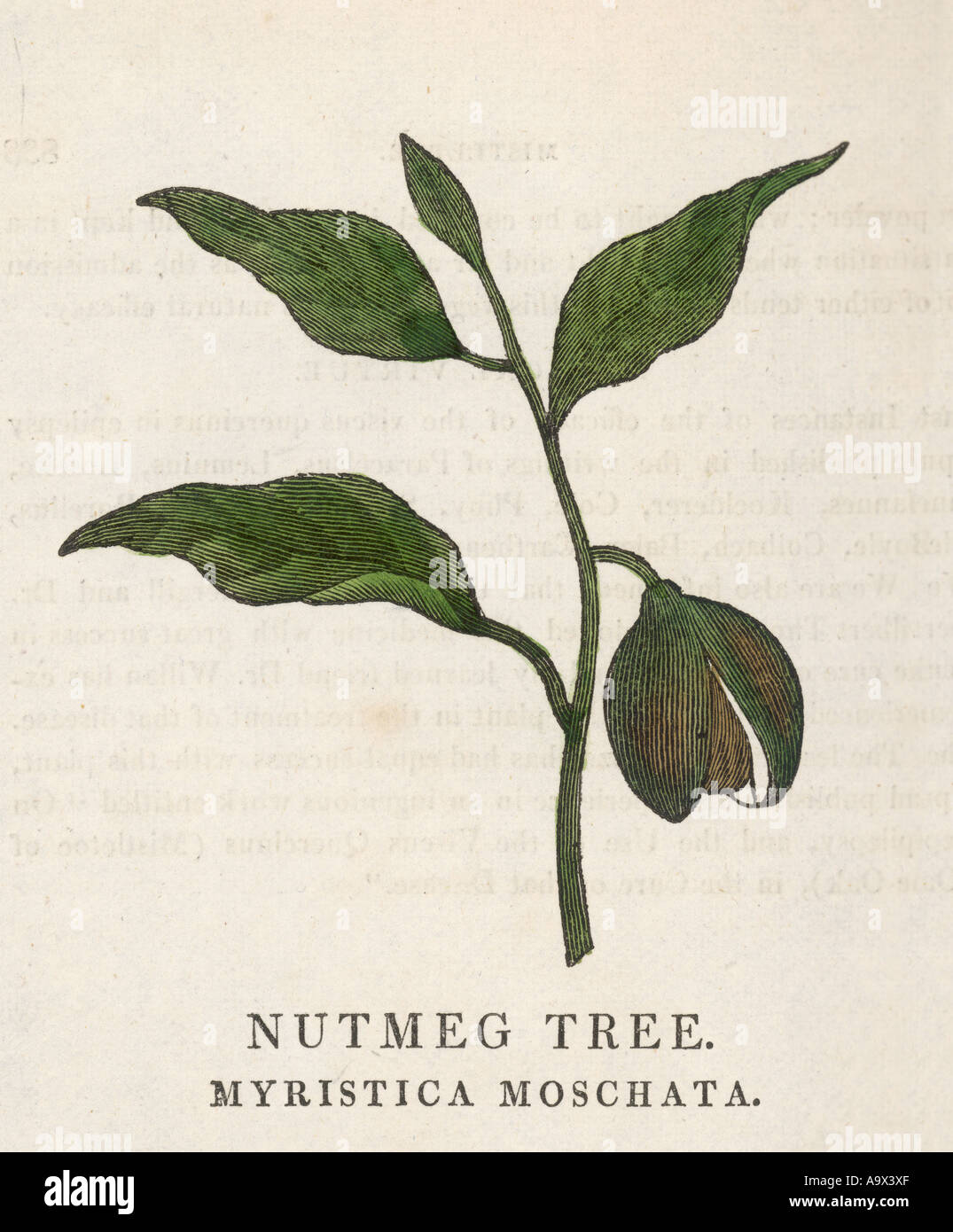 Muskatnussbaum Myristica moschata hi-res stock photography and images - Alamy