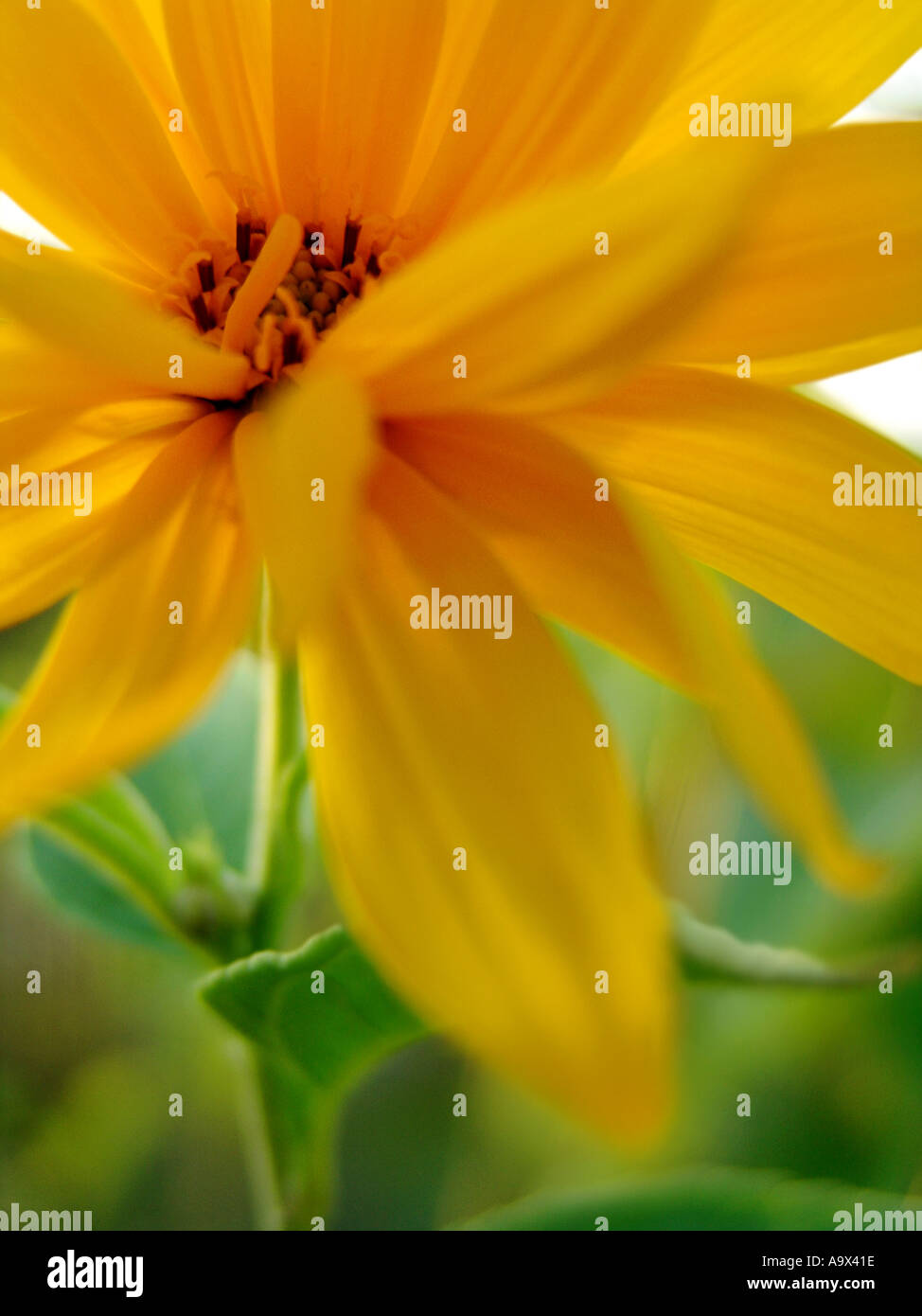 Staudensonnenblume hires stock photography and images Alamy