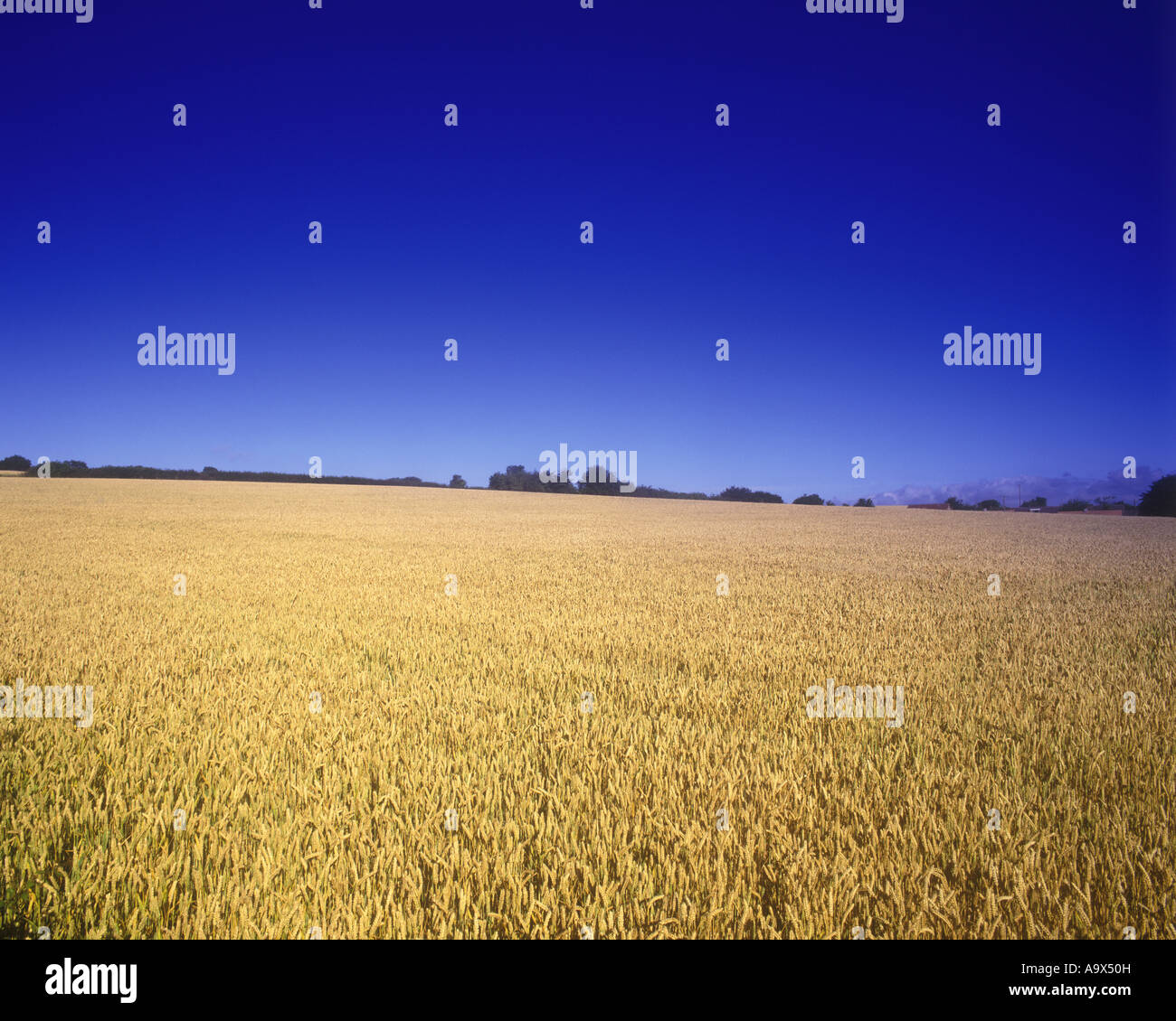 WHEAT FIELD Stock Photo