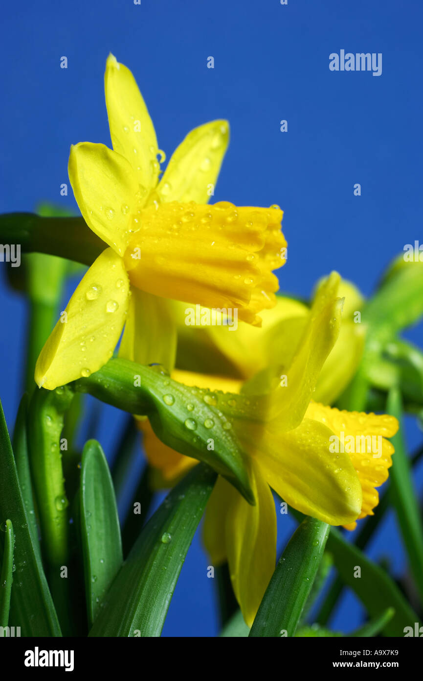 Daffodil Genus Narcissus Cultivar February Gold spring Stock Photo Alamy