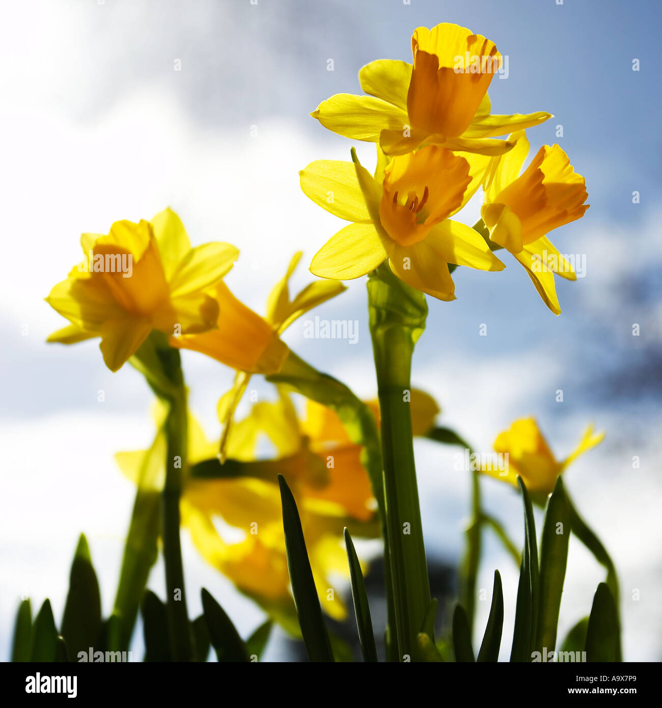 Daffodil Genus Narcissus Cultivar February Gold garden colour spring Stock Photo