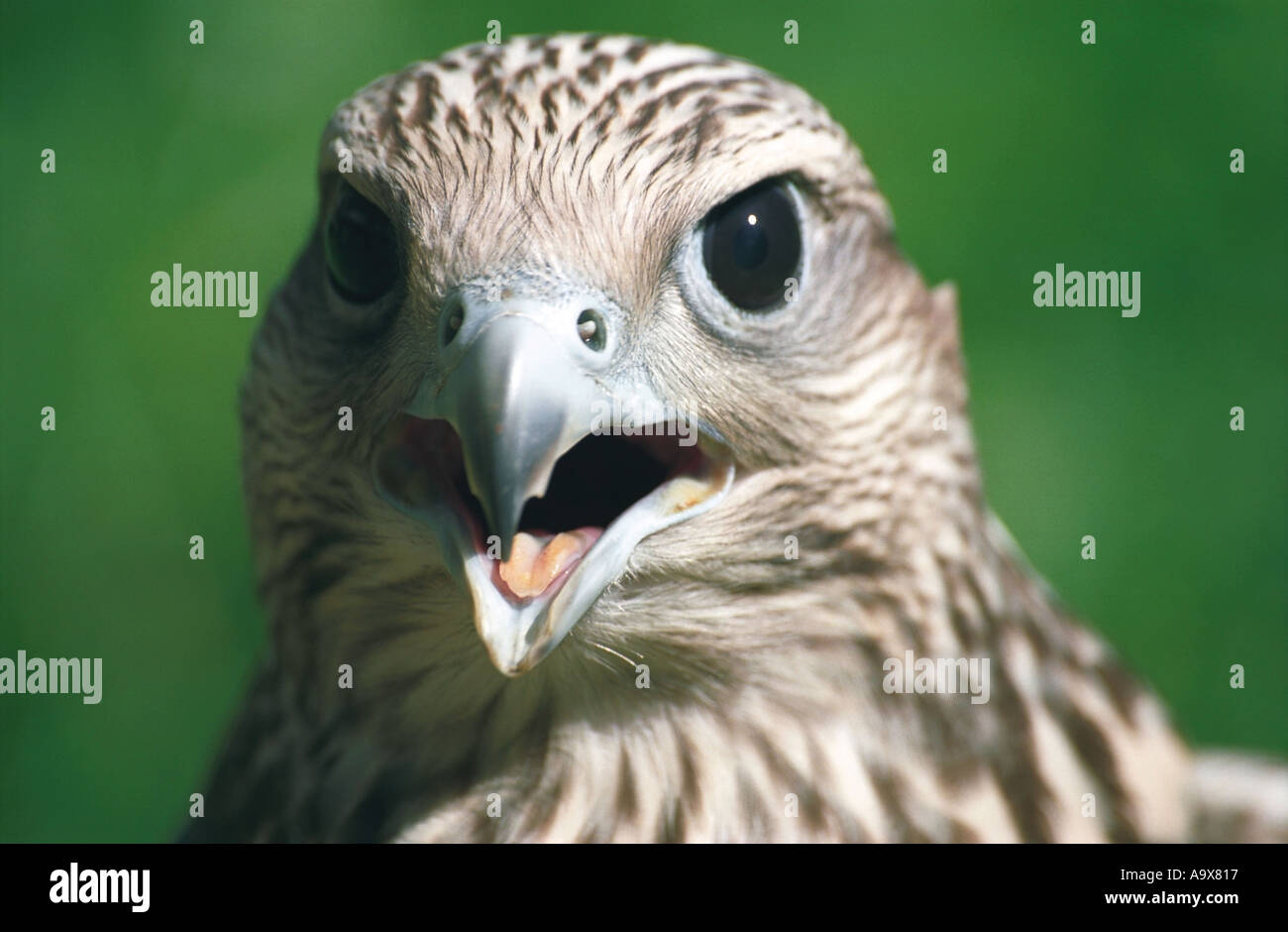 Saker Falcon Falco Cherrug Altai Russia  Stock Photo