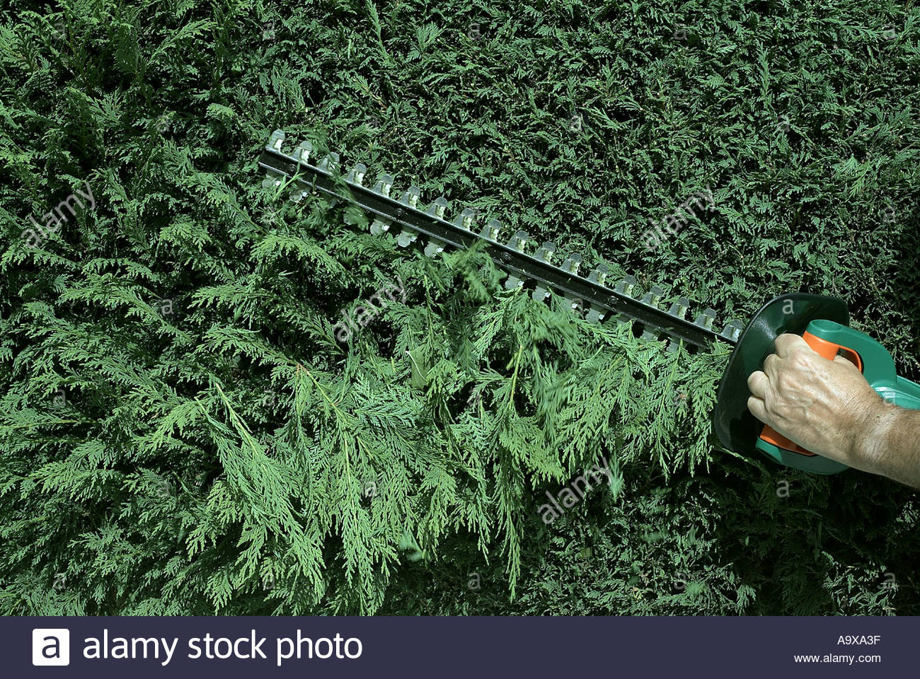 Leyland Cypress Cupressocyparis Leylandii Cupressocyparis High