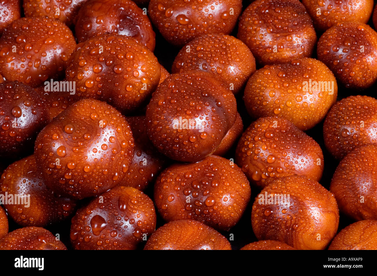 Conkers by the water hi-res stock photography and images - Alamy