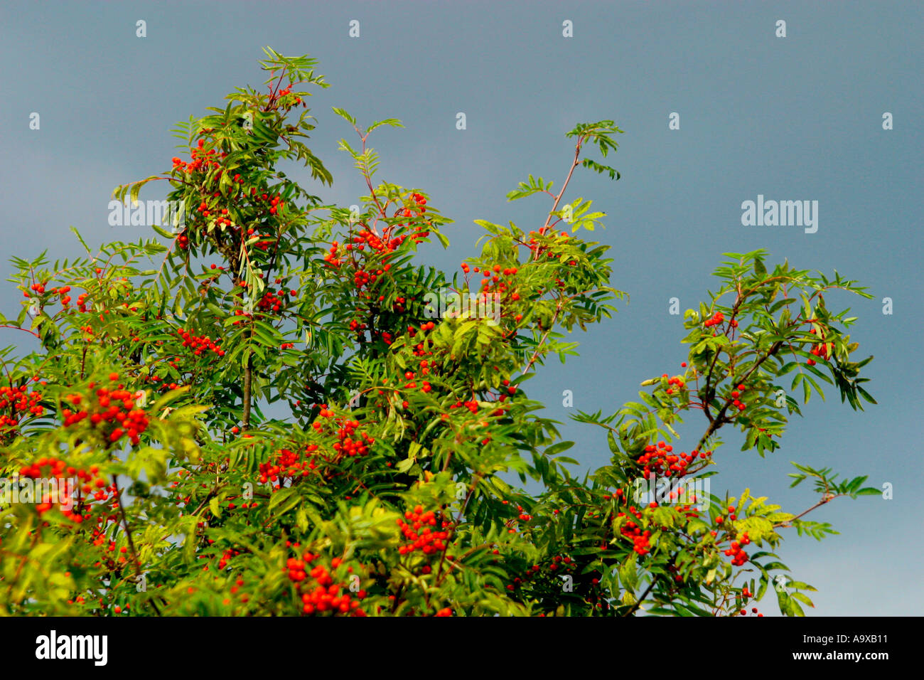 Rowan tree hi-res stock photography and images - Alamy