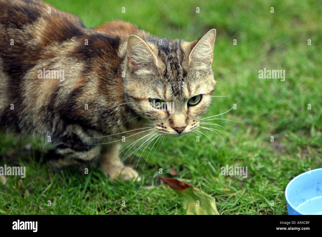 domestic cat stalking its prey in a English garden Stock Photo - Alamy