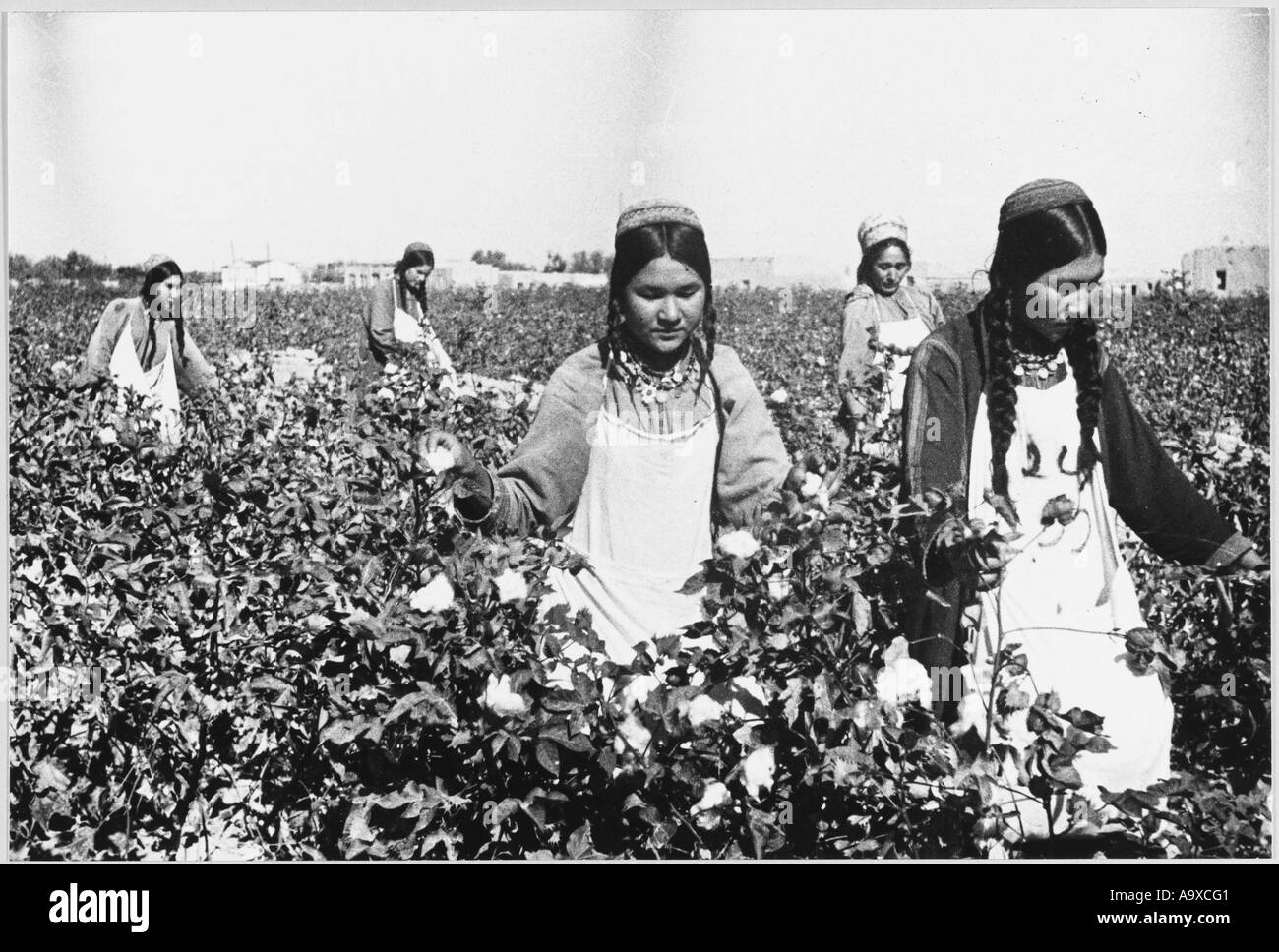 Picking cotton Black and White Stock Photos & Images Alamy