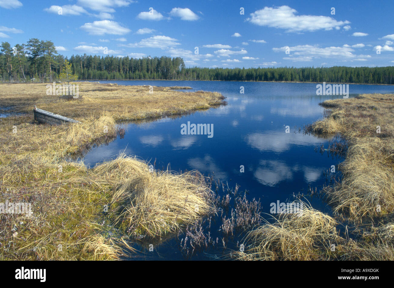 bog with lake, Sweden, Dalarna Stock Photo