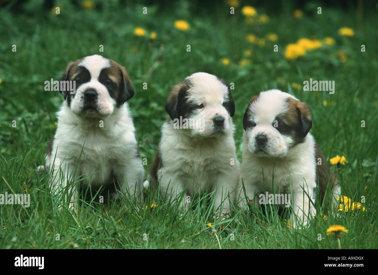 Saint Bernard Dog Canis Lupus F Familiaris Four Week Old