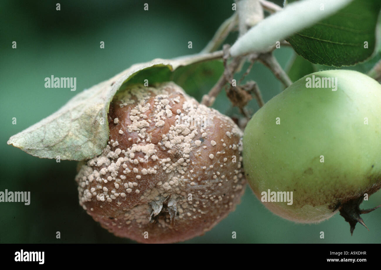 mould (Monilia spec.), infestation of apples Stock Photo